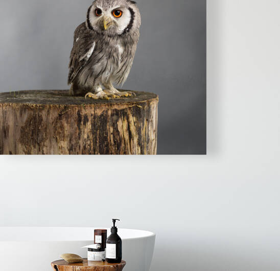 Northern white-faced owl Ptilopsis leucotis studio portrait with grey background by Leoniek Van Der Vliet