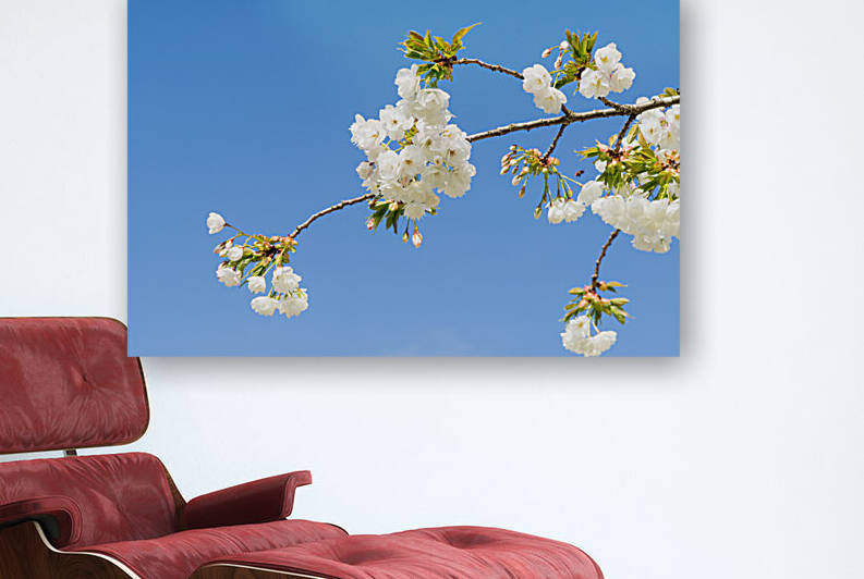 Cherryblossom in spring in the sun against a clear blue sky by Leoniek Van Der Vliet