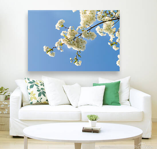 Cherryblossom in spring in the sun against a clear blue sky by Leoniek Van Der Vliet