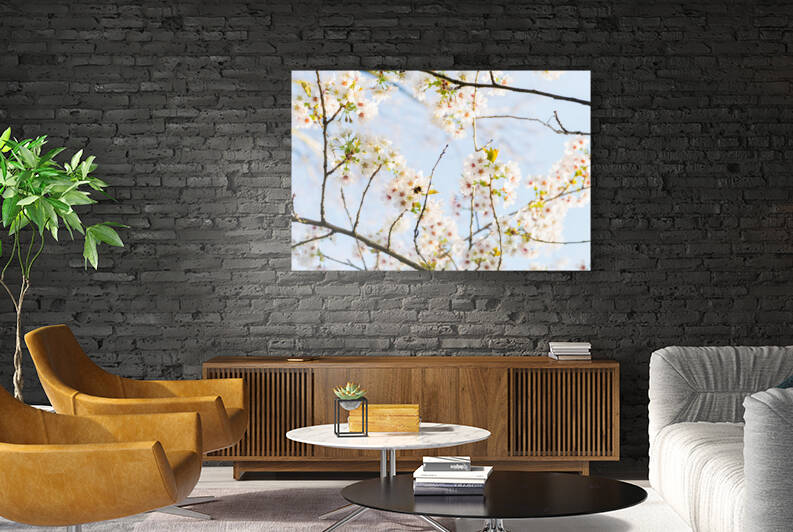 Cherryblossom in spring in the sun against a clear blue sky by Leoniek Van Der Vliet