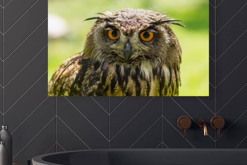 Portrait of a Eurasian eagle-owl   Bubo Bubo  sitting outside in the sun against a green background by Leoniek Van Der Vliet