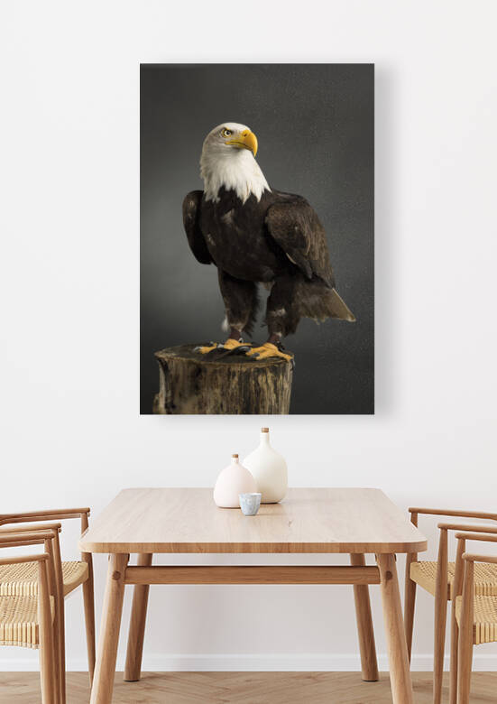 Portrait  whole body  of an American Bald Eagle taken in a studio  Haliaeetus Leucocephalus  Bird of prey predator by Leoniek Van Der Vliet