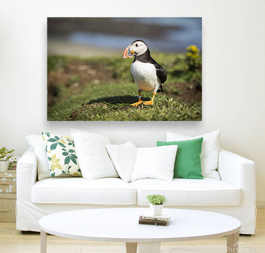 Puffin bird  Fratercula arctica  sitting in the sun on the top of a cliff with green grass and a blue background on the Treshnish Isles Scotland by Leoniek Van Der Vliet