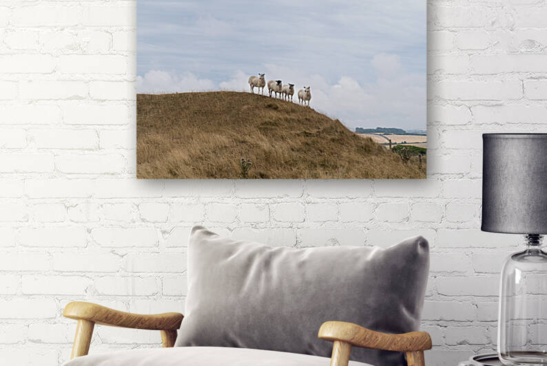 Sheep grazing in the English landscape at Maiden Castle near Dorchester Dorset Great Britain the summer by Leoniek Van Der Vliet