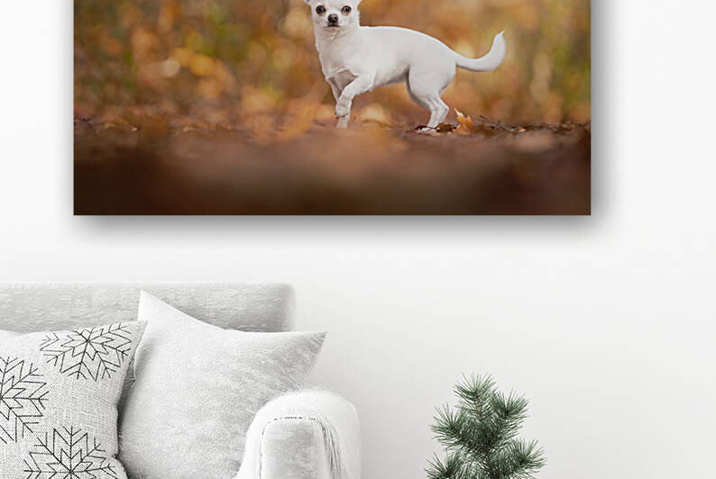Chihuahua dog standing in an autumn forest lane with sunbeams and selective focus by Leoniek Van Der Vliet