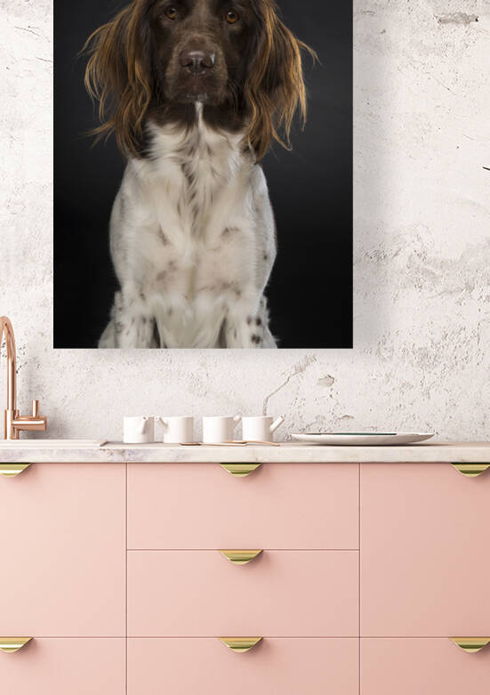 Portrait of a female small munsterlander dog heidewachtel on black background by Leoniek Van Der Vliet