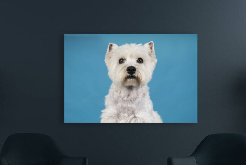 A Portrait of a White West Highland Terrier Westie sitting looking at camera isolated on a baby blue background by Leoniek Van Der Vliet