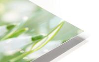 001300 HD Metal print
