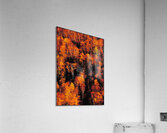autumn foliage Acrylic Print