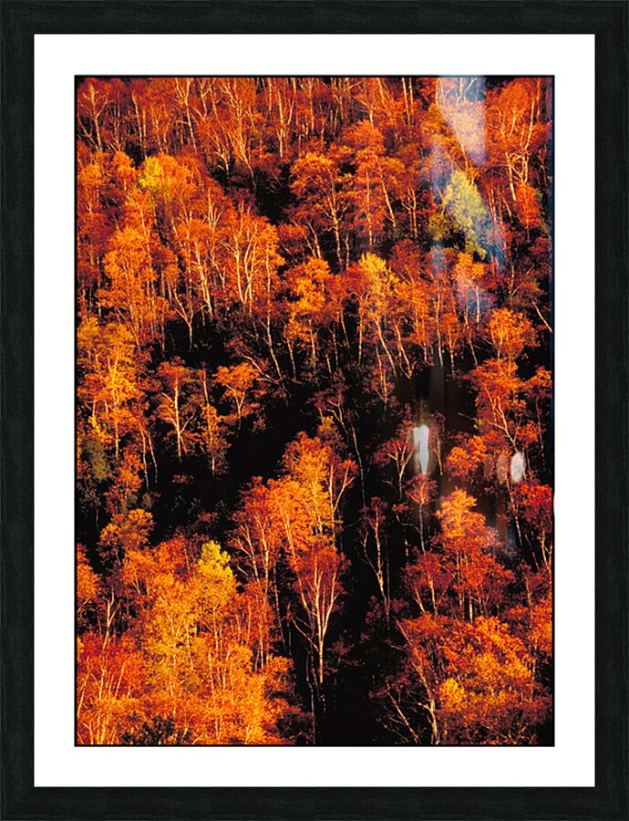 autumn foliage Picture Frame print