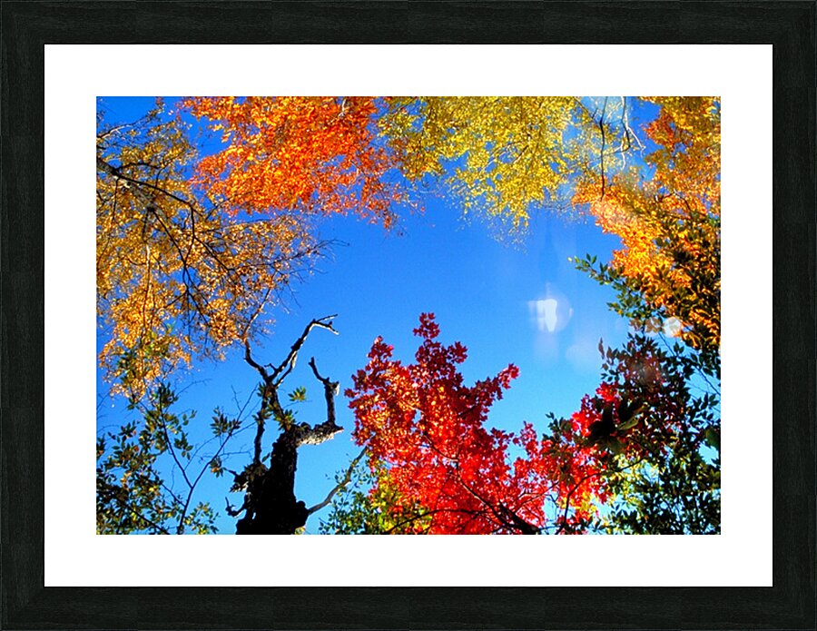 trees and sky Picture Frame print