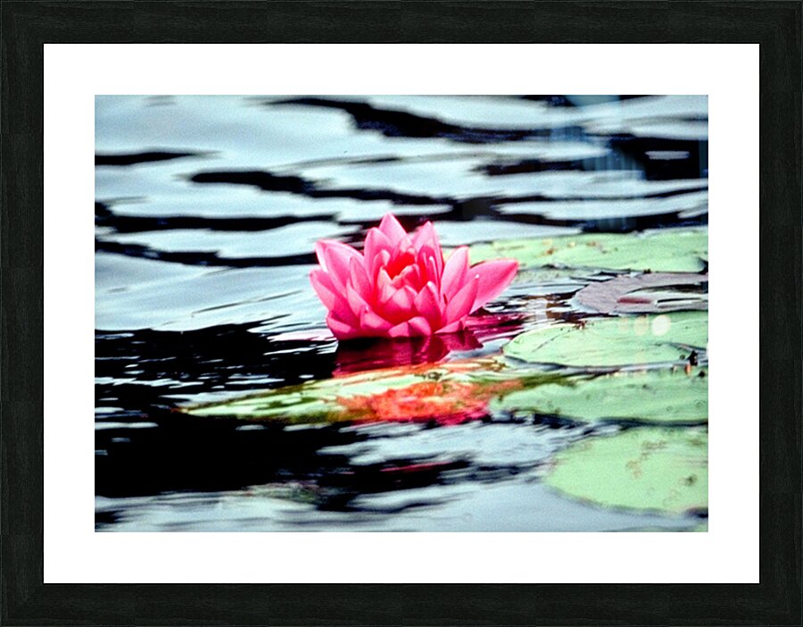 water lilly Picture Frame print