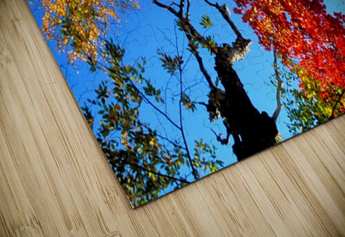 trees and sky Clifford Beck puzzle