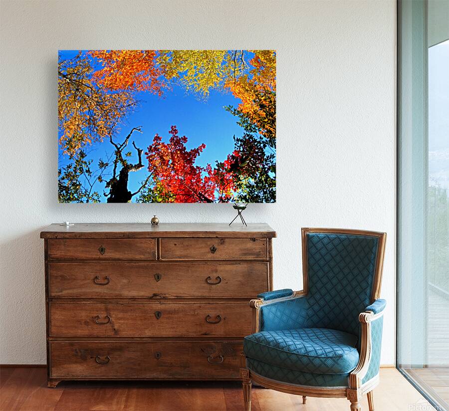 trees and sky Reproduction