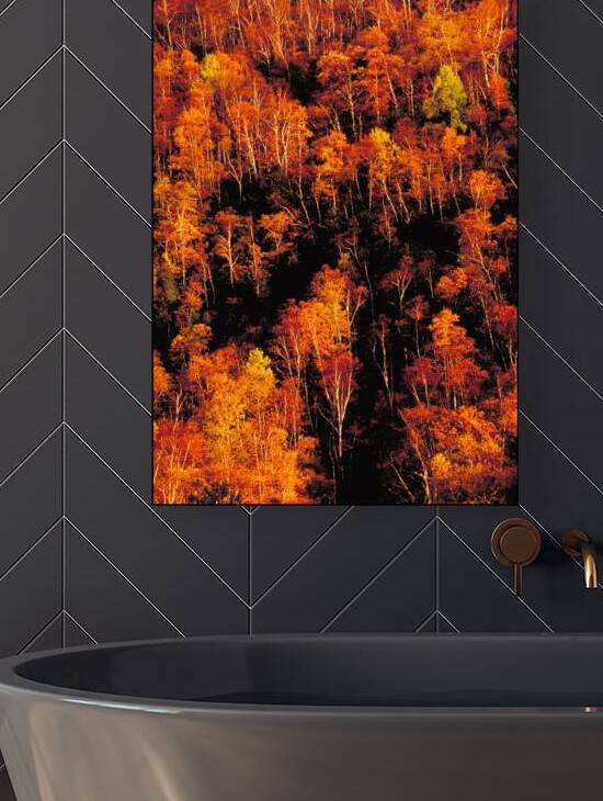 autumn foliage Reproduction