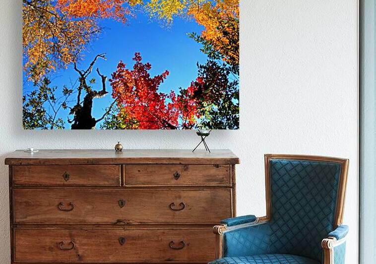 trees and sky by Clifford Beck