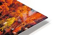 autumn foliage HD Metal print