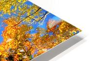 trees and sky HD Metal print