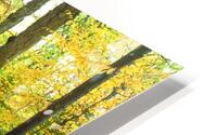 acadia roadway HD Metal print