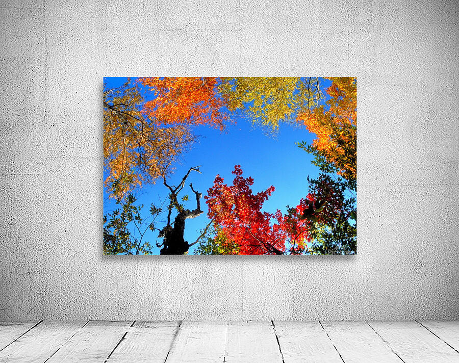 trees and sky Wall Preview