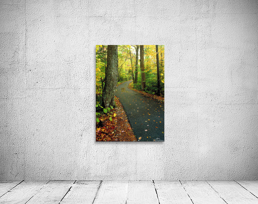 acadia roadway Wall Preview