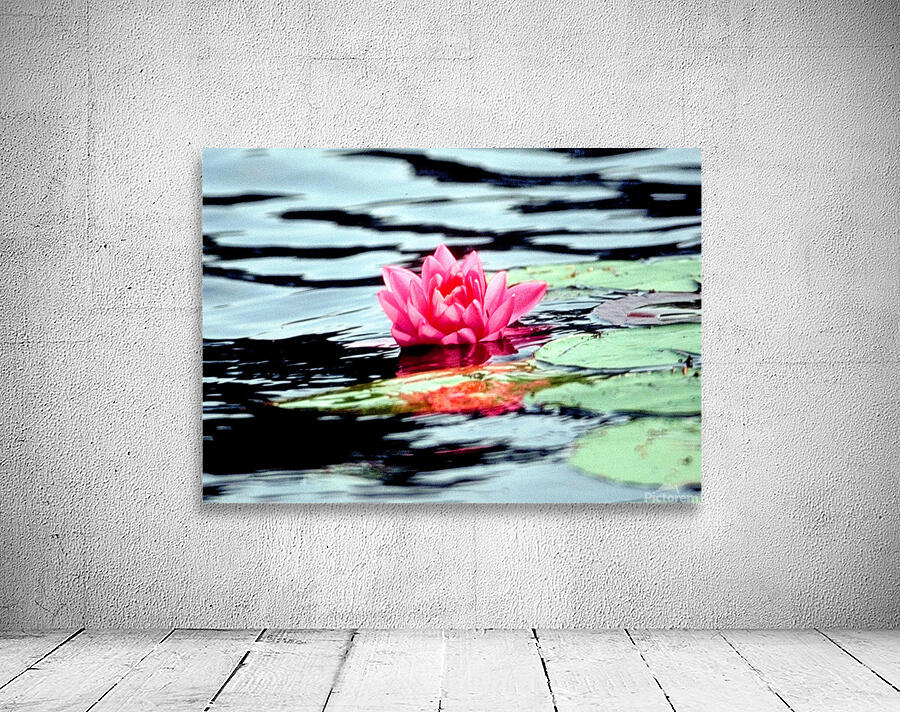 water lilly Wall Preview