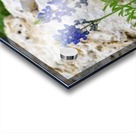 Texas Bluebonnets Acrylic print