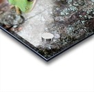 Green Tree Frog Acrylic print
