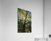 Firmly Rooted Acrylic Print