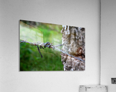 Barbed wire Acrylic Print