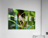 Garden Guest Acrylic Print