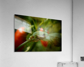 Garden Frog Acrylic Print