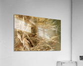 Grass Allergens and Fluff Acrylic Print