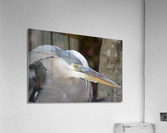 Beady Eyed Heron Acrylic Print