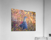 Autumn Grouse Acrylic Print