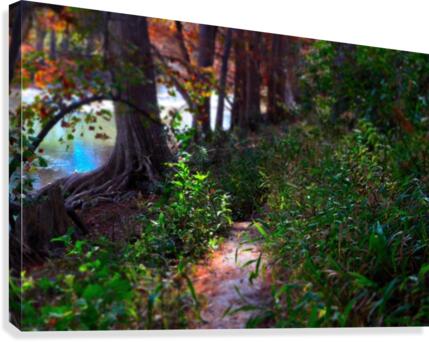 Light Unto My Path Canvas Print
