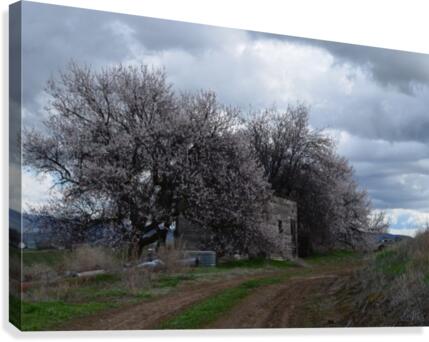 Shed in Bloom Canvas Print