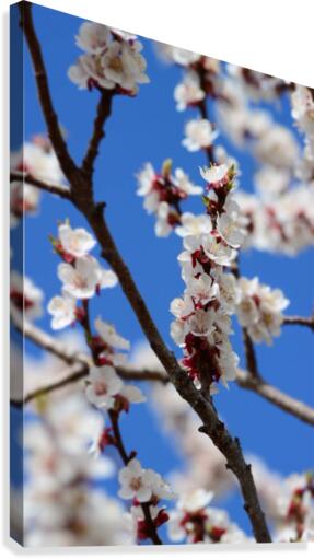 Apricots in Bloom Canvas Print