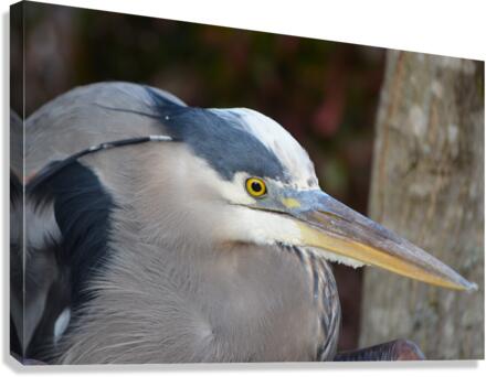Beady Eyed Heron Canvas Print