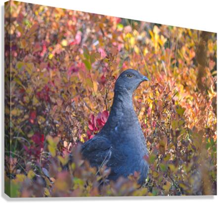 Autumn Grouse Canvas Print
