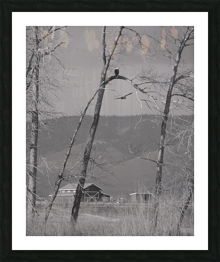 Bald Eagle watching Farm Picture Frame print