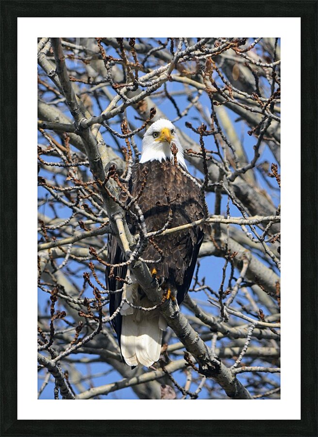 American Bald Eagle Picture Frame print