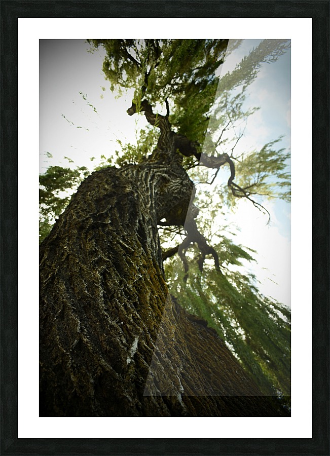Twisting Tree Picture Frame print