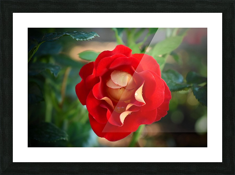 Budding Rose Picture Frame print