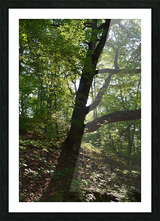 Firmly Rooted Picture Frame print