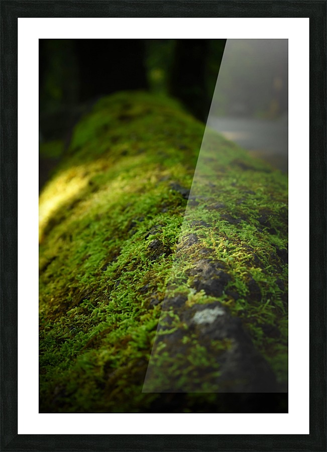Mossy Log Picture Frame print