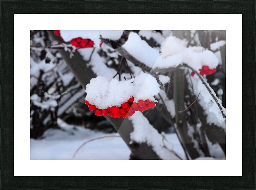 Winter Berries Picture Frame print