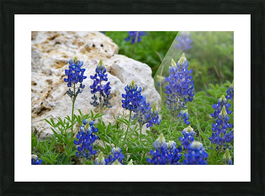 Texas Bluebonnets Picture Frame print