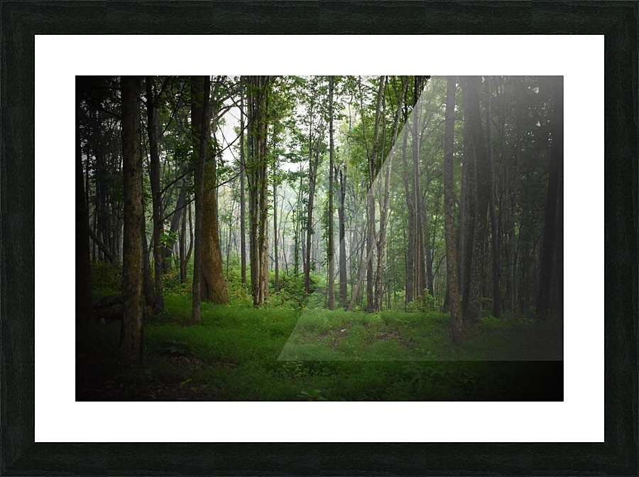Into the Woods Picture Frame print