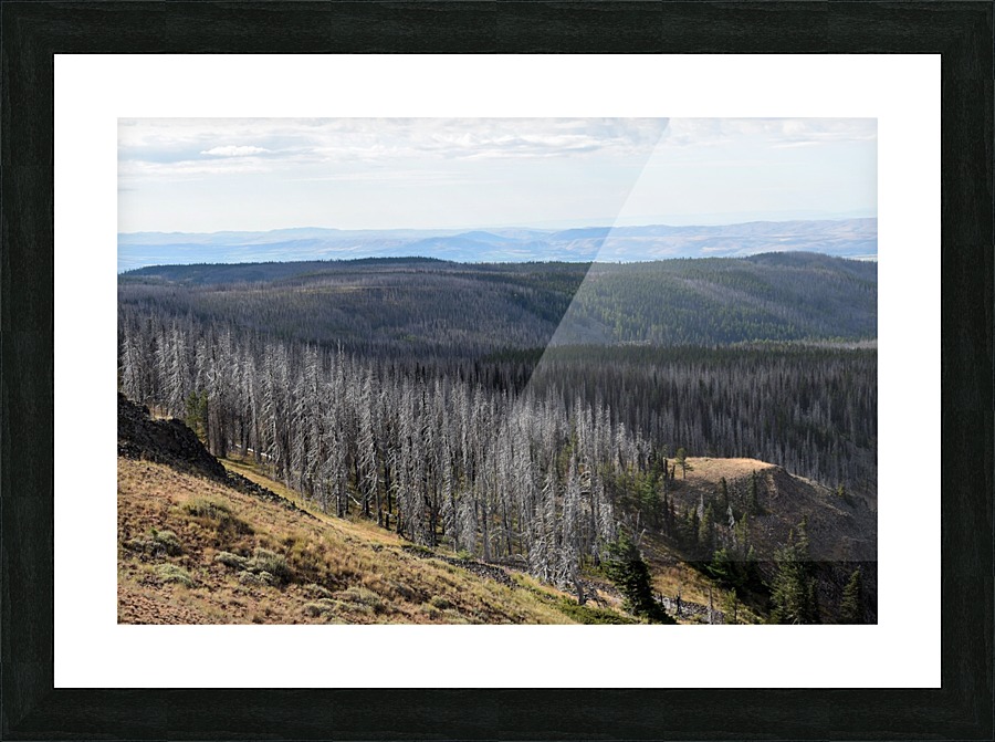 Burned Forest Picture Frame print